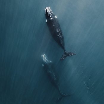 Aliwen-Incoming-Southern-Right-Whale-Peninsula-Valdes-scaled