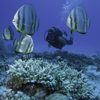 Diving-on-North-Island-scaled-e1614502070687