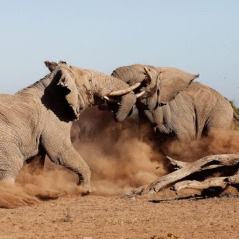 Elephants-playing-credit-tortilis-Camp-1024x576-1