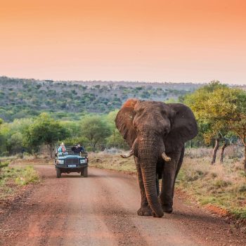 Leopard-Mountain-Safari-Experience
