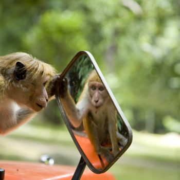 Cheeky monkey looking at it's reflection