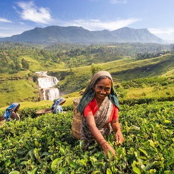 Tea-Plantations-2-1