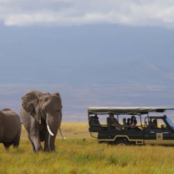 Tortilis-Camp-Game-Drive-Elephants-1024x523-1
