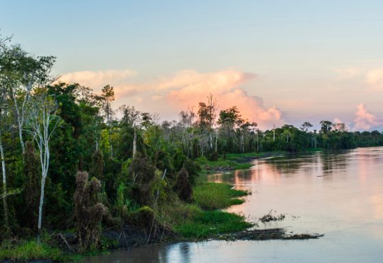 UW-PE-Amazon-Landscape-1-1024x594