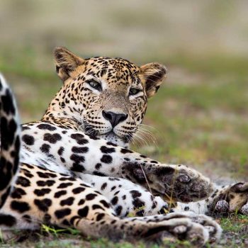Wilpattu-national-park