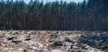Felled trees across a cleared forest area illustrating deforestation and habitat loss