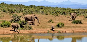 Herd of African elephants and calves gathered beside a waterhole with mountains in the distance