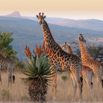 isandlwana_mountain_view_with_giraffe_hr-scaled-e1610632594341