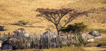 Traditional Maasai village with thatched huts, wooden fencing and an acacia tree