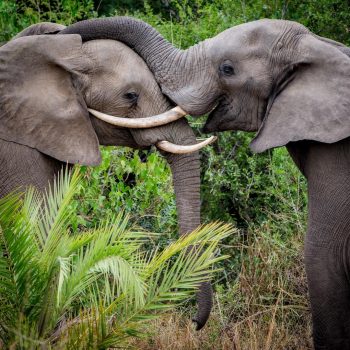 kirkmans-kamp-elephant