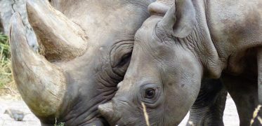 White rhinoceros with its calf grazing together in the African wilderness