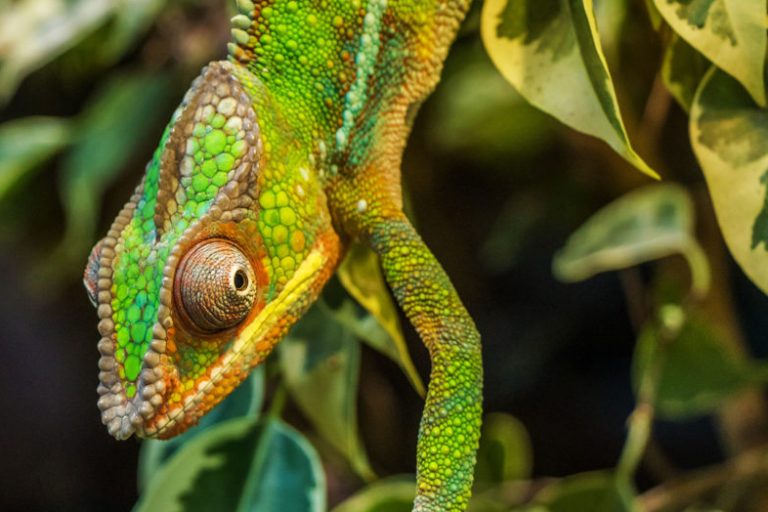 mg-chameleon-384964-1024x524