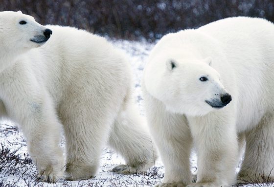 polar-bears-1665367