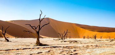 Dead camel thorn trees standing on the dry clay pan of Deadvlei in Namibia