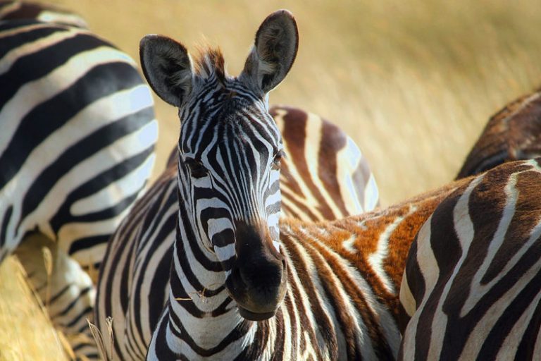 tz-africa-1903020-1024x524